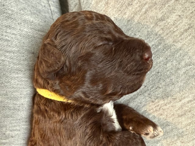 Lagotto romagnolo