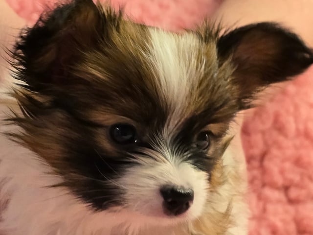 Papillon