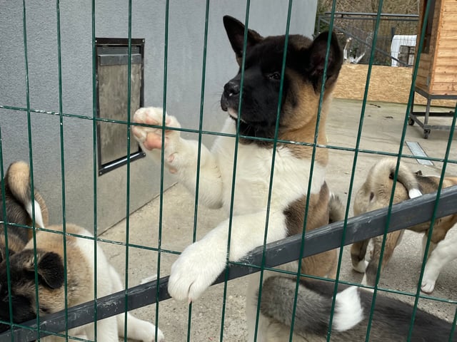 Amerikansk akita
