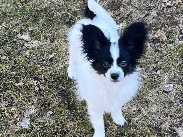 Papillon