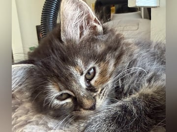Blandras långhåriga main Coon Norskskogskatt  korthåriga bondkatt Norskskogskatt · Solna · Victoria A.
