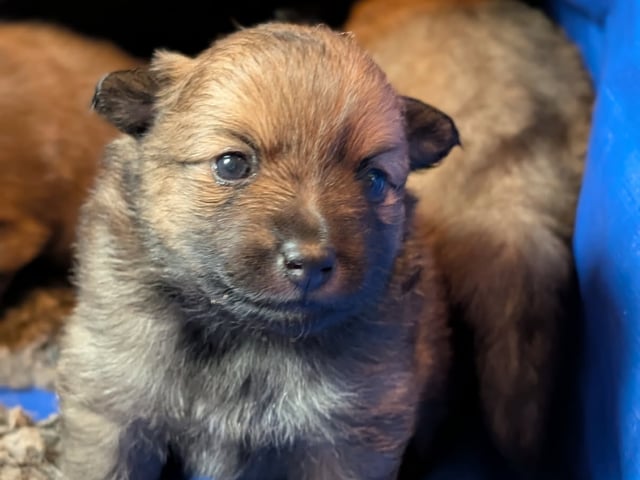 Puppy: Dålakungens Prins Charles