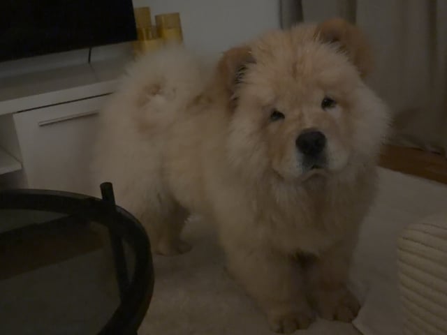 Chow chow