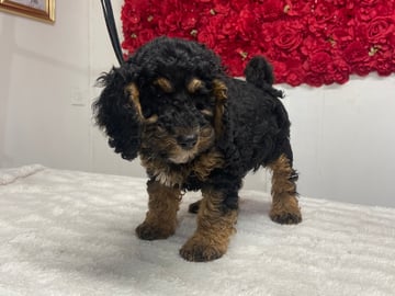 Shihpoo · Nol · Lyckliga Vovven
