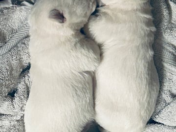 West Highland White Terrier · Perstorp · Charlotta Wendt