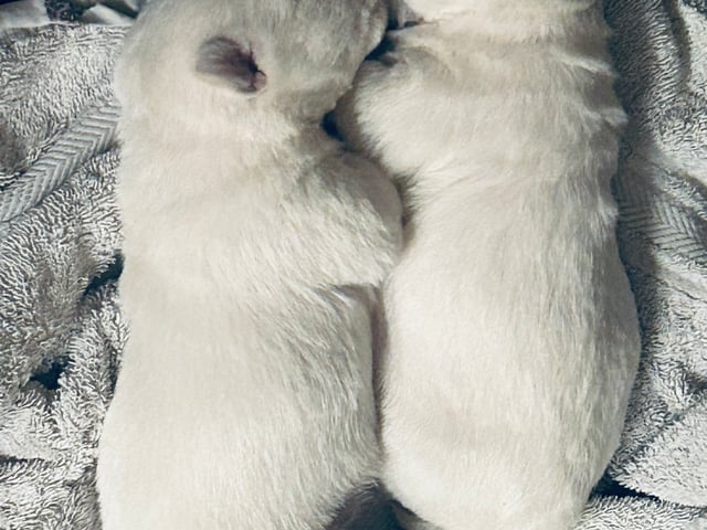 West Highland White Terrier · Perstorp · Charlotta Wendt