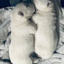 West Highland White Terrier
