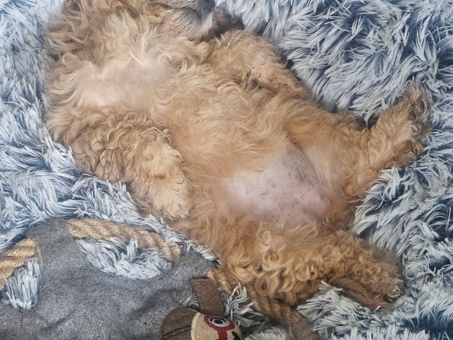 Blandras Dvärg pudel/ Bichon Havanais · Höör · Carola J.
