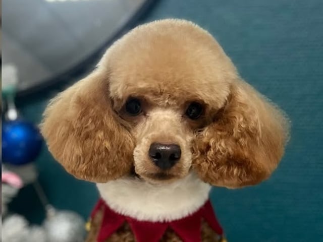 Father: Benji