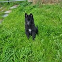 Belgisk hyrdehund – Groenendael