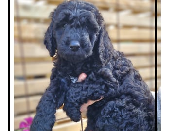 Smith Labradoodles