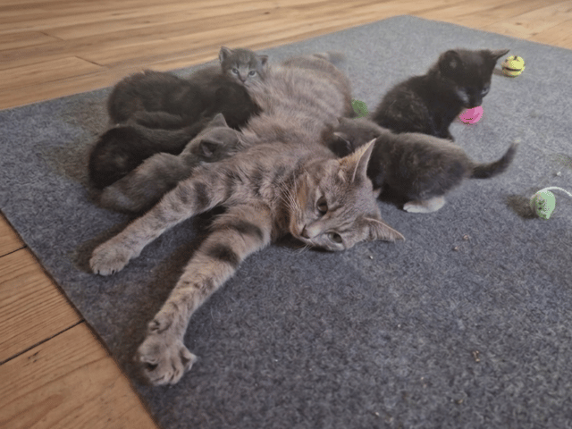 Burma/Norsk skogkatt · Lönsboda · Felicia M.