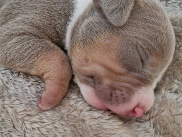 American bully
