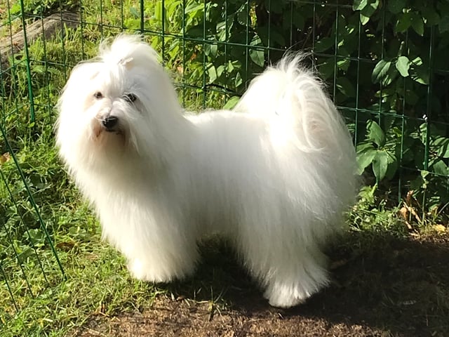 White Forest Kennel