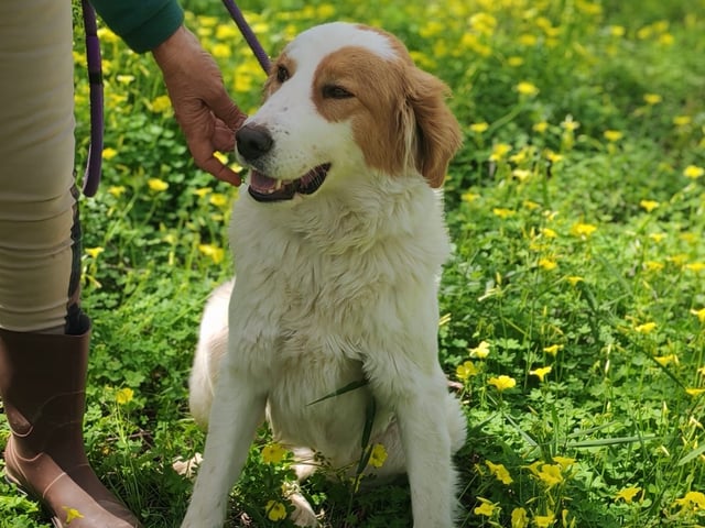 Maremma Abruzzese Sheepdog