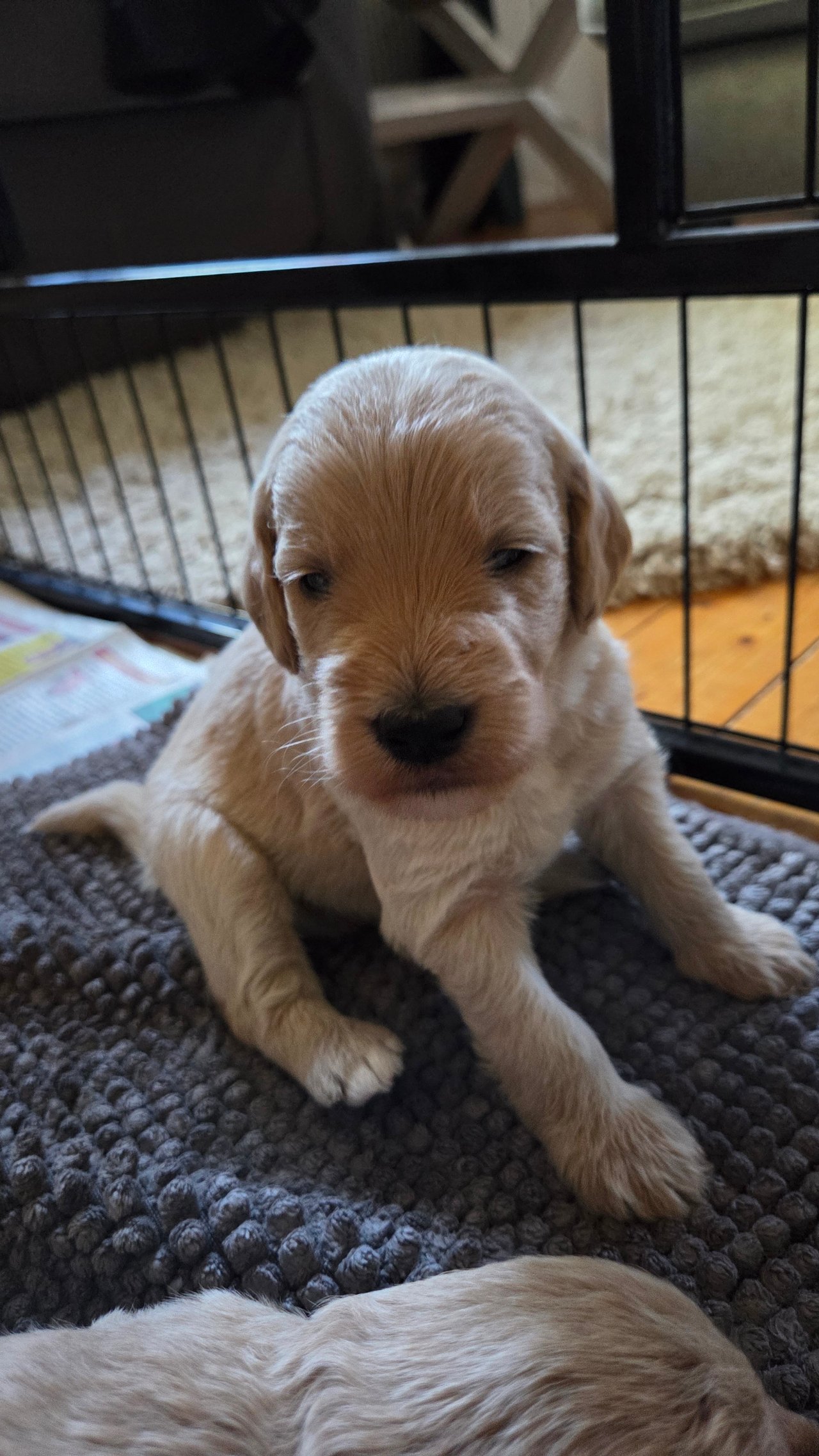 Lyckornaslabradoodle