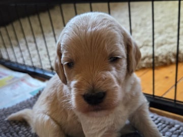Lyckornaslabradoodle