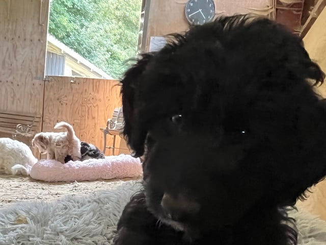 Aussiedoodle