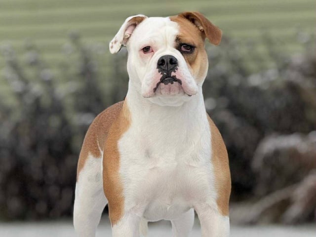 Continental Bulldog