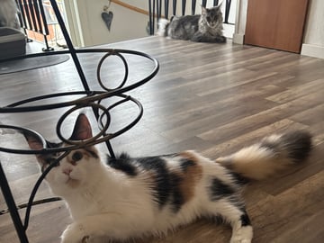 Wikslynx
