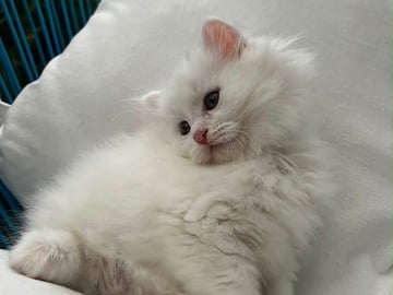 Sibirsk skogkatt · Sola · Od K.
