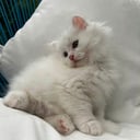 Sibirisk katt