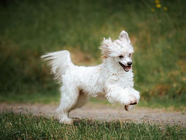 Chinese crested dog