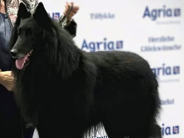 Belgian Shepherd Groenendael