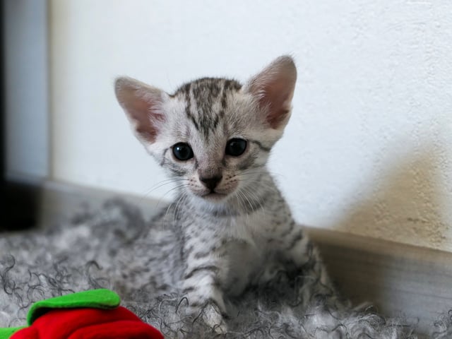 Egyptisk Mau