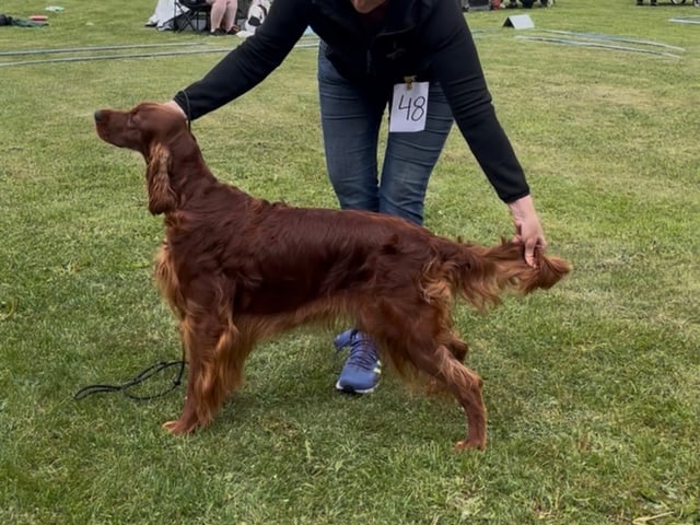 Irsk setter