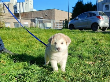 Siberian husky · Mysen · Lis og Clay  sine hunder