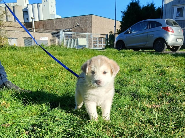 Husky valper