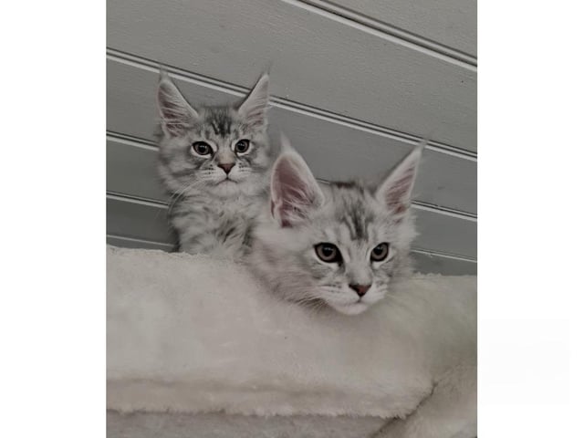 Maine Coon