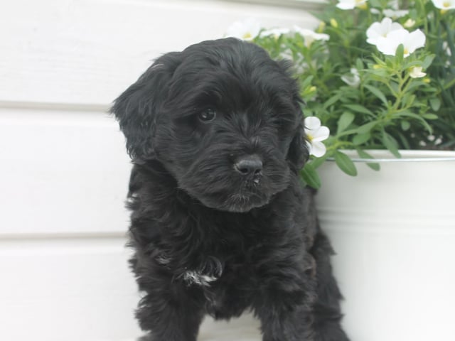 Aussiedoodle