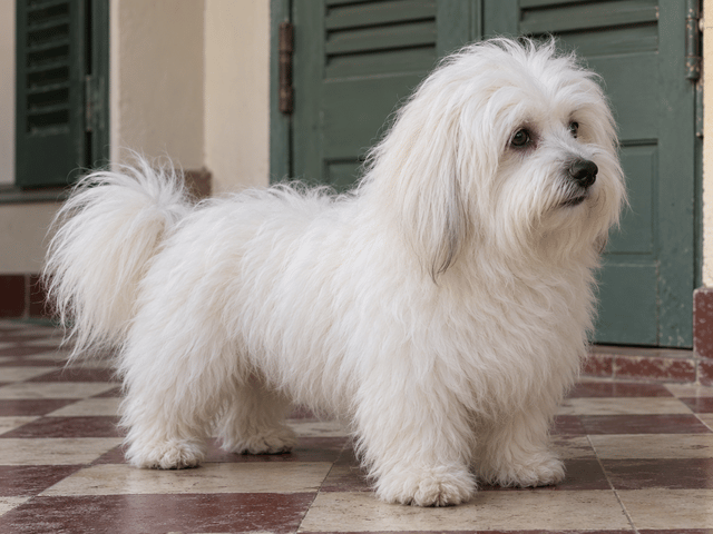 Coton de tulear