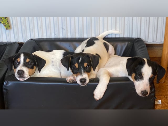 Dansk-svensk gårdhund