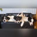 Dansk-svensk gårdhund