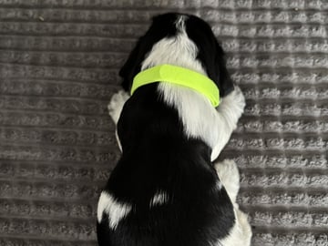 Cocker spaniel · Hallstavik · Passion Spaniels