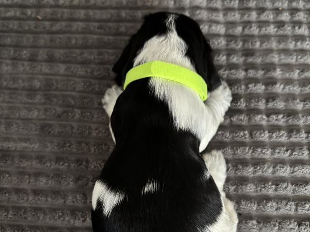 Cocker spaniel · Hallstavik · Passion Spaniels