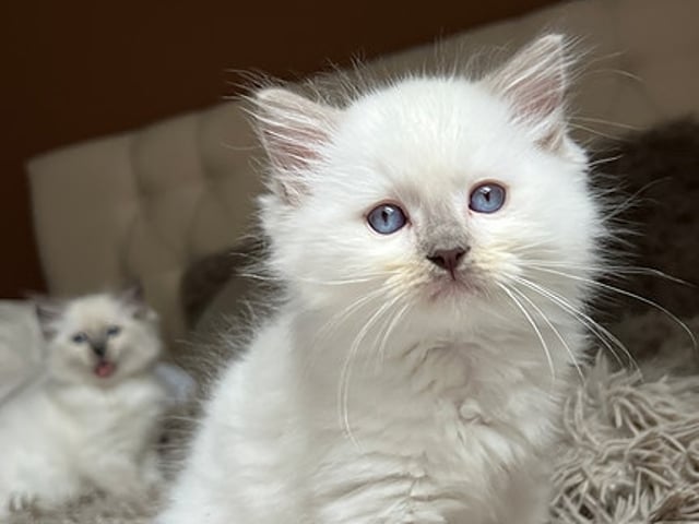 Ragdoll med Stamtavla