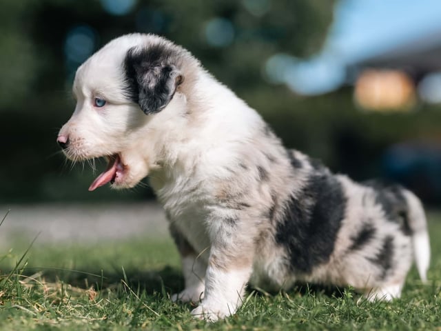 Miniature American Shepherd