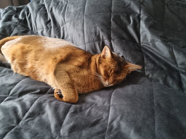 Abyssinier