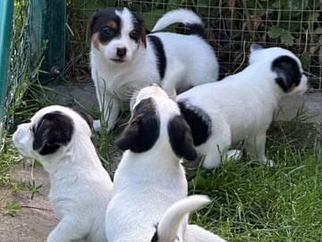 Jack Russell terrier · Knivsta · Limelight Kennels