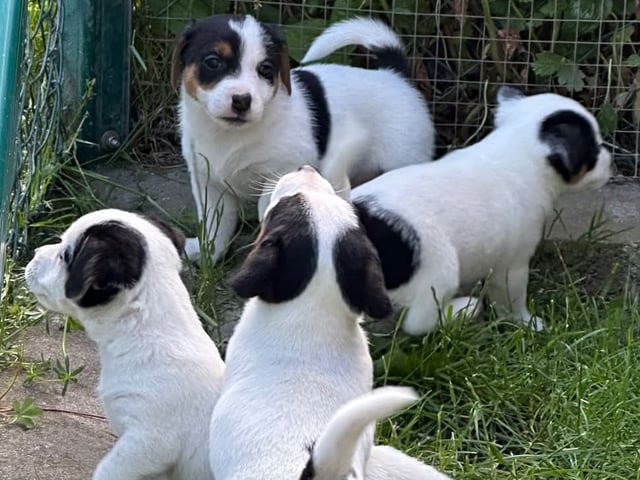 Jack Russell terrier · Knivsta · Limelight Kennels