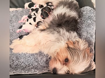 Biewer Terrier · Köpingebro · Anna S.