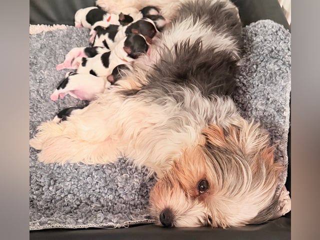 Biewer terrier
