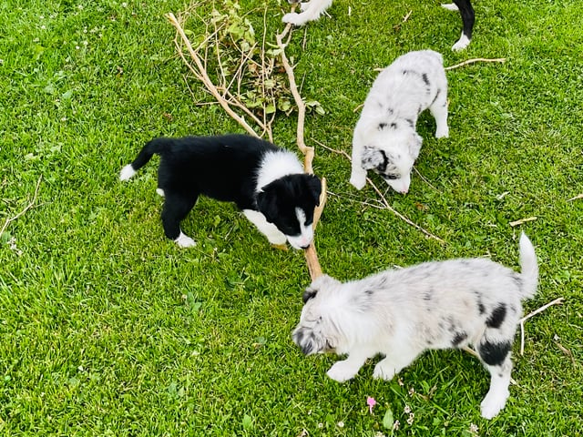 Border Collie