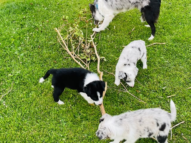 Border collie
