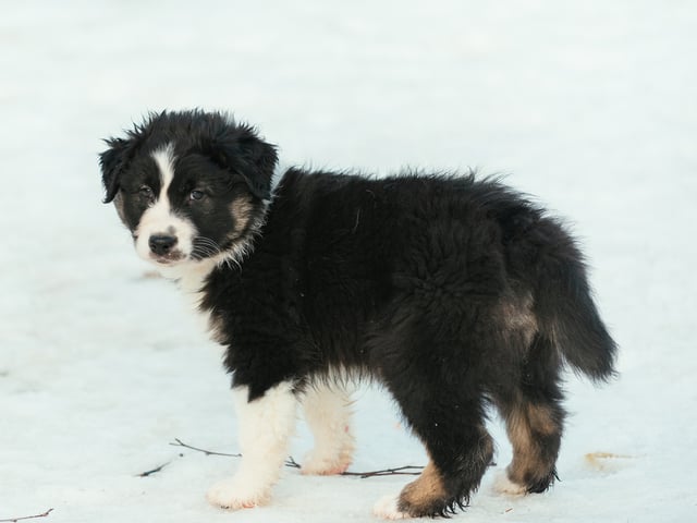 Australian shepherd