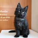 Maine Coon